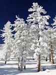 pic for Snow Trees